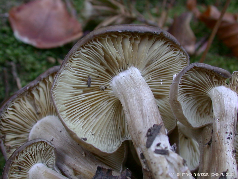 Funghi del vento e della siccit